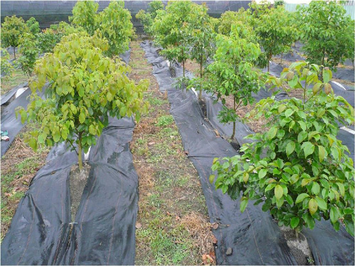 防草布(園藝地布）.jpg