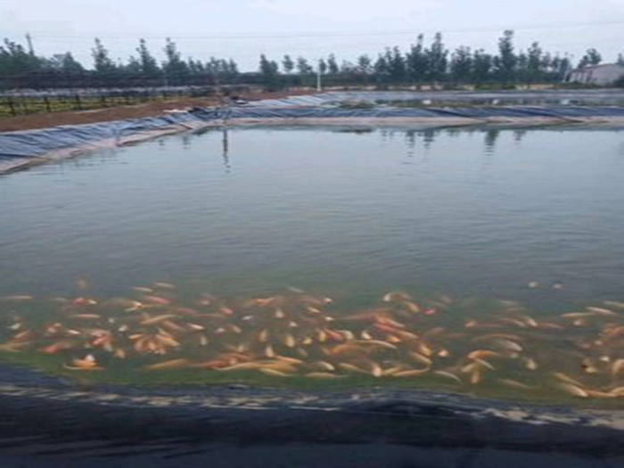 魚塘防滲膜一畝地多少錢