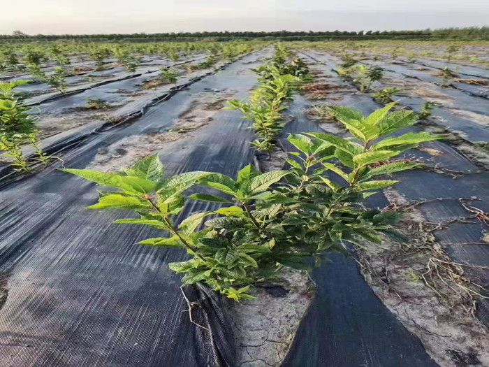 防草布如何鋪設