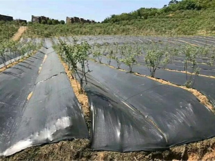 pp材質和pe材質防草布哪個好