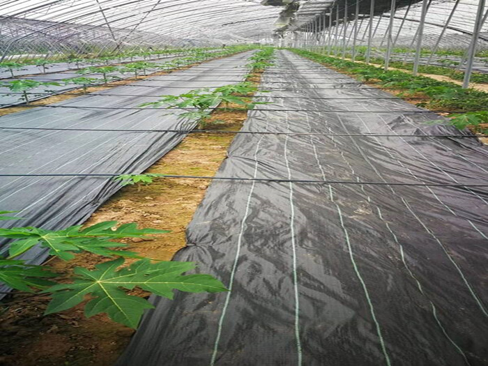 防草布鋪設之后效果怎么樣
