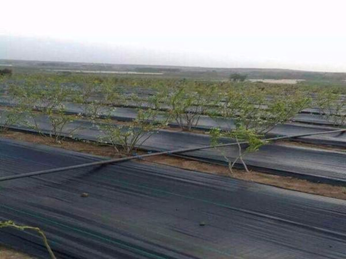 鋪設防草布有哪些優勢